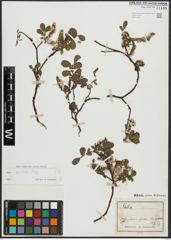 Foto von Salix alpina Scop.